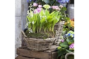 BRKENT Bulbo Di Mughetto Di Fiori Perenni Resistenti Tuberi Del Mughetto Ornamentali Decorazione Floreale Per Balcone Piante Da Regalo Giardino Decorazione Da Giardino Per Esterni Piante 10 Bulbi Di Fiori