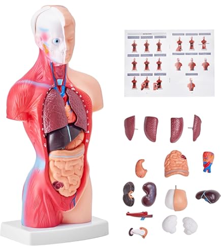 Poster Anatomia Umana 45x60cm - Diagramma Organi Interni Per Studio E Medicina - Foto 9