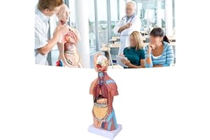 Jonlaki Human Torso Model, Life Size Human Body Model Human Brain and Skeleton Model Human Anatomy Models Sciences Learning Kit for School Education Display