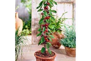 EUROPA GREEN Cerezo - Árboles frutales en columna - 80cm de altura - Ideal para balcones, terrazas, pequeños jardines -Apto para macetas y terreno abierto