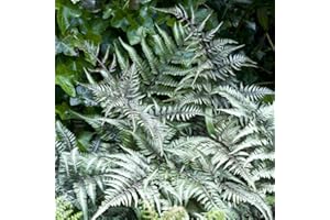 BEDWEN Japanese Painted Fern Plants. 'Metallicum' 9cm Plant x 2. Stunning Evergreen Fern with Silver Foliage.