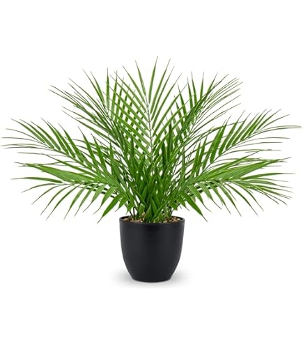 Oairse Kunstmatige slangenplant in potten nepplanten in pot kunstmatige sansevieria plant kunstplanten indoor decoratieve faux sansevieria voor thuiskantoor keuken slaapkamer plank tafeldecoratie, 33 Oairse Kunstmatige slangenplant in potten nepplanten in pot kunstmatige sansevieria plant kunstplanten indoor decoratieve faux sansevieria voor thuiskantoor keuken slaapkamer plank tafeldecoratie, 33