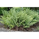 3 x Dryopteris affinis 'Crispa' (Ziergras/Farn) Gewellter-Goldschuppen-Farn