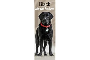 Black Labrador Retriever Slim 2026 Calendar | Slimline Wall Calendar | Dog Breed Gift | Plastic Free Packaging | by Avonside Publishing