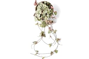 CONCRETELAB&CO House Plants String of Hearts Indoor Garden (String of Hearts)