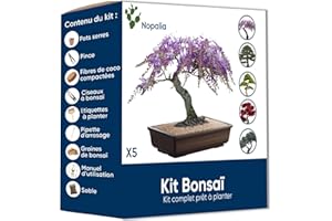 NOPALIA® Kit Bonsái – Cultiva Tu Propio Bonsái de Interior – Idea de Regalo Original para Hombre Mujer Niños – Kit de Jardinería – Mini Árbol Zen – Semillas Fáciles de Germinar