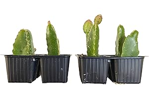 FIORI COMMESTIBILI BIO 8 TALEE di PITAYA - FRUTTI A POLPA BIANACA e ROSSA - Il Frutto del Drago - Azienda agricola Carmazzi