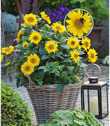 BALDUR Garten 1 x Hardy Sunflower SunCatcher, Plant in 13 cm Pot