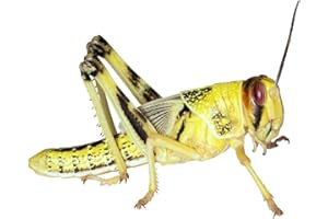 Feeders & More - Heuschrecken - Wüstenheuschrecken SUBADULT - 25 Stück - Lebendfutter Insekten Wuestenheuschrecken - Futter für Reptilien, Bartagamen und Amphibien - Futterinsekten & Haustierfutter