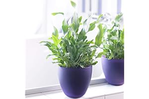 GARDENERSDREAM Phlebodium Blue Star Plant Gift | Stunning Indoor Fern (25-35cm Incl. Pot)