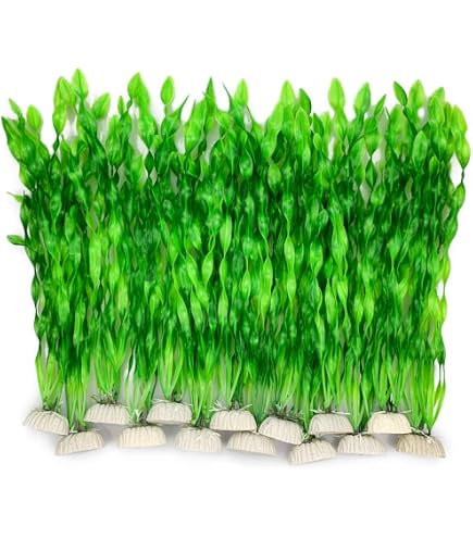 Hobby Vallisneria, 46 cm : Amazon.de: Haustier