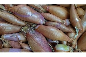 MES GRAINES POTAGÈRES Lote de 250 Semillas de Cebolla Echalion Zebrune - Sabor delicado y pronunciado - Indispensable en la cocina - 100% natural - Calidad gustativa - Garantía de germinación - Semillas 100% reproducibles