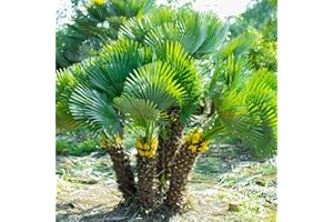 YouGarden Hardy Fan Palm Chamaerops humilis, 60-80cm Tall Plant in 20cm Pot, Bushy Palm Trees for Gardens, Perfect for Exotic Style Gardens, Ready to Plant Out