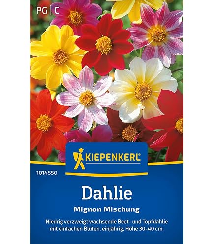 Flammenblume Prachtmischung Samen – Einjährig, Großblumig, Farbenfroh (Phlox Drummondii Grandiflora)