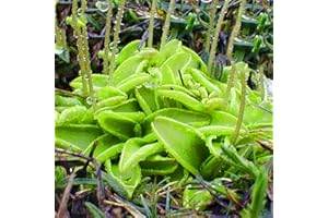 EASY GROW SEEDS Butterworts Seeds - Pinguicula Vulgaris Rare Carnivorous - 5 Seeds