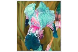 ALASINES Bulbi Iris,Pianta rara,Bellissimi fiori ornamentali,Pianta adesso,Pianta decorativa magica,Piante coltivate nel suolo domestico-5 Bulbi