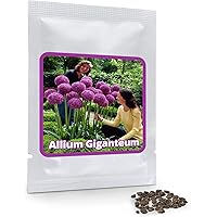 Magic of Nature Riesen Zierlauch - 30 Samen je Pack - Optimales Wachstum bis zu 150cm - Winterharte Zierpflanze für…