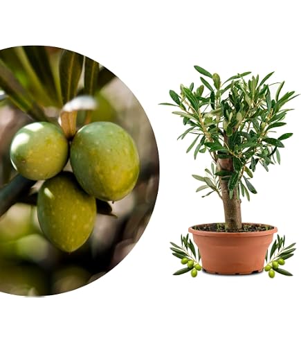 Buddha Baum 20 Samen - Pappel Feige, Ficus Religiosa - Bonsai : Amazon.de:  Garten