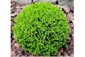 GROWON SHRUBS [x3] Hebe 'Green Globe' | Multi-Pack | Evergreen Shrubs | Pot Plants