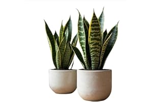 SMPLY. Pack de 2 Plantas Naturales Sansevieria Trifasciata de Interior o Exterior en Maceta Ø12 cm - No Incluye Maceta cerámica (Basico)