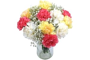 Clare Florist Cool Carnations Fresh Flower Bouquet - Stunning Carnations in a Mixture of Floral Tones