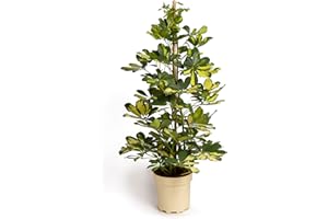 Cool Green - Plantas - Chefflera Capella Mediana - Decoracion