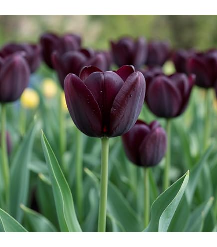 20 Bulbes De Tulipe Double Lilac White - Tulipes Vivaces De Hollande - Gros Bulbes Pour Jardin, Balcon, Pots