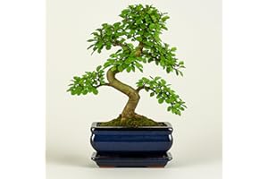 Chinesische Ulme Bonsai Baum, ca. 8-9 Jahre alt, 35-40 cm Höhe - Pflegeleichter Indoor Bonsai für Anfänger & Profis, Dekoratives Zimmerpflanze, Ideal für Büro & Zuhause