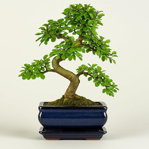 Bonsai : Busch, Werner M.: Amazon.de: Bcher