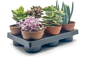 GENERIC Box 6 Piante Grasse e Succulente Senza Spine, Vaso Ø 5.5cm, Piante da Interno Assortite, Decorative e Facili da Curare