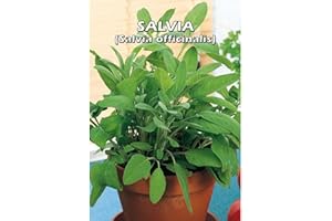 FLORIANA-BULBOSE SALVIA (Salvia officinalis) SEMI