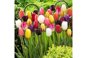 Mélange de tulipes Darwin, 25 Bulbes de tulipes exclusifs de Hollande, Au moins 5 variétés et couleurs différentes, Bulbe résistant à l'hiver et vivace pour le jardin, les pots et le balcon.