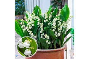 DUTCH BULBS EXCLUSIVE PLANTS FROM HOLLAND Plantas de Convallaria majalis blancas (10 plantas/bulbos), Plantas perennes de perfume grandes y resistentes al invierno de Holanda para el jardín y maceta.