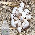 Grenfel® Paddy Straw Mushroom Seeds (450Gm), High Yield Grain Based Commercial Spawn for Paddy Straw Mushroom Cultivation – White Micelium Spores