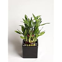 Nurturing Green Lucky Bamboo Plant (Small : 2 Layer Bamboo; Black Ceramic Pot)