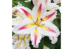 COOTO 1x Bulbo lirio Plantas jardin vivas Lirios bulbos Flores para jardin naturales Bulbos de Lilium Planta exterior Lirio enano oriental Playtime