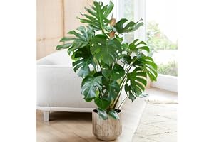 1 x Monstera Swiss Cheese Plant - Air-Purifying Houseplant (40-50cm Incl. Pot)