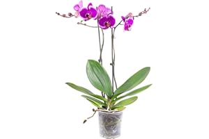 Mélange d'orchidée papillon 2 pousses, 12+ fleurs, véritable plante d'intérieur, phalaenopsis - Hauteur : env. 55 cm, diamètre du pot : 12 cm