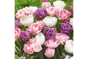 DUTCH BULBS EXCLUSIVE PLANTS FROM HOLLAND Bulbes de tulipes Double Lilac White (20 pièces) tulipes noires exclusives de Hollande, résistantes au froid et vivaces pour le jardin, les pots, le balcon d'Amsterdam (gros bulbes, pas de graines)