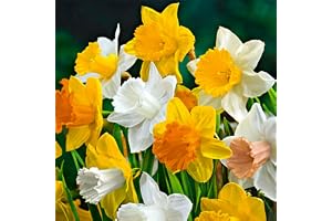Bloomique - 15 pièces - Narcissus - Jonquilles - Mélange à grandes fleurs - Floraison précoce - Bulbes de Fleurs à Planter Extérieur - Vivace - Rustique - Pousse jusqu'à 35-45 cm