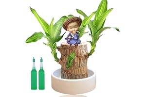 SINGHAO Brazilian Wood Plant with Monk Statues,Brazilian Lucky Wood Plant with Pot,Lucky Bam/boo Plant Indoor,Mini Brazil Lucky Wood,Bonsai Tree Indoor Plant,Wood Lucky Wood Brazilian Wood Plant,Brazil Wood