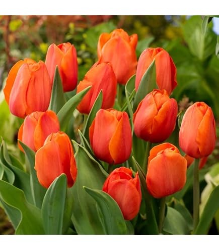Plantes de roses Collection Exclusive (3 plantes parfumées Plantes de roses Collection Exclusive (3 plantes parfumées