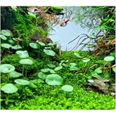 Hydrocotyle Verticillata &Ouml;zel T&uuml;r Kolay Akvaryum Bitkisi 1 Saksı Canlı Bitki