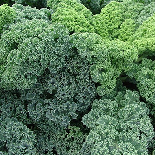 Kale plants 'Green Dwarf Curled' 6 X MINI plugs.