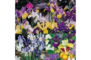 SCHONE 15 x Dutch Iris Mixed - Exotic Hardy Plants - Easy to Grow, Dependable & Pretty Colours - First Iris to Bloom in Spring - True Classic Thrive in Any Condition- for Your Beautiful Garden