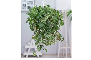 BALDUR-GARTEN GMBH BALDUR Garten Hängepflanze Cissus, 1 Pflanze, Zimmerpflanze hängend Zimmerpflanze, schnell wachsend, Grünpflanze, mehrjährig - frostfrei halten, pflegeleicht, Cissus rhombifolia Ellen Danica