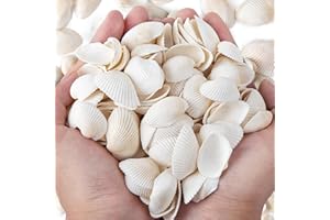 SKOOLOVE 150 PCS Sea Shells 2.5-4 CM White Small Seashells for Crafting, Crafts DIY Painting Beaching Wedding Decoration, Beach Natural Shells Bulk (300g)