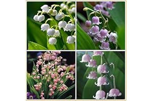 ALASINES Rizoma di Mughetto/Fioritura quattro stagioni/Resistente al freddo e alla siccità/Piantato all'interno e all'esterno del giardino-10 Rizoma,A