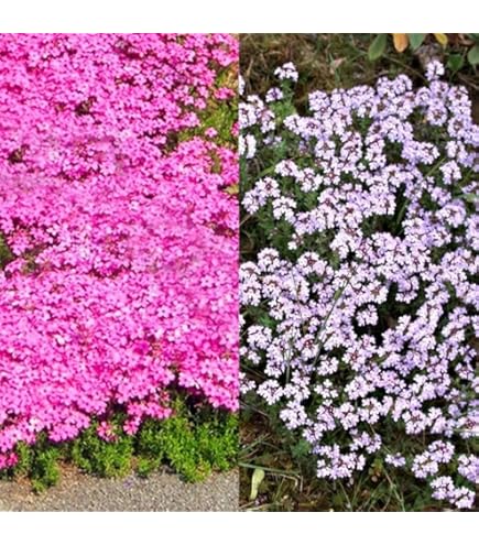800 Semi Di Timo Strisciante - Piante Aromatiche Tappezzanti Per Balconi E Giardini - Foto 10