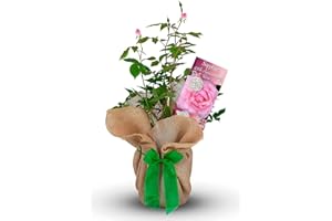 CARBETH PLANTS Sapphire Wedding Rose - 45th Anniversary Rose Bush - Gift Wrapped Anniversary